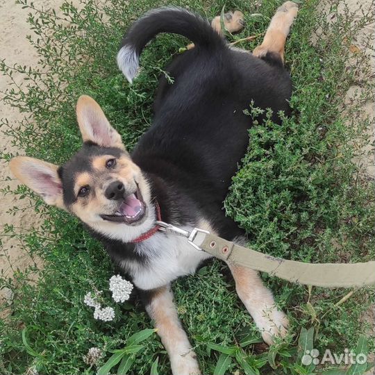 Собака в добрые руки щенок