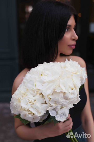 5 Белых Гортензий