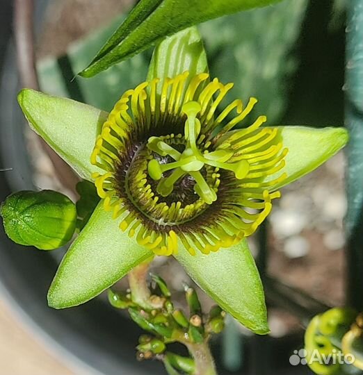 Пассифлора Летучая Мышь