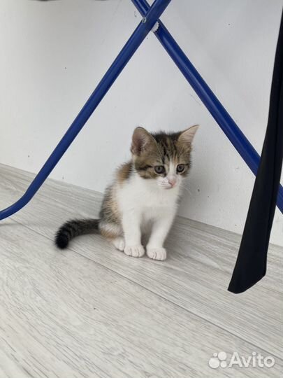 Шотландская вислоухая. котята