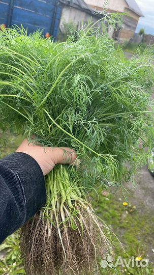 Огурцы свежие(с 10 августа), зелень