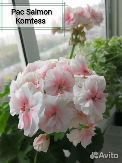 Пеларгония сортовая, герань