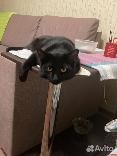 Котик для вязки