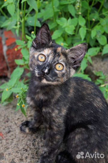 Последний шанс