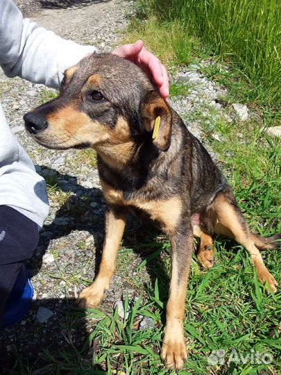 Умная собака