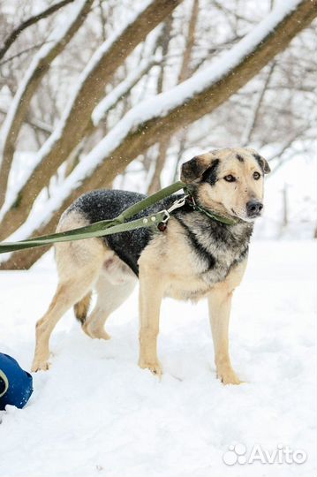 Привитый, кастрированный пёс Ларс ищут дом