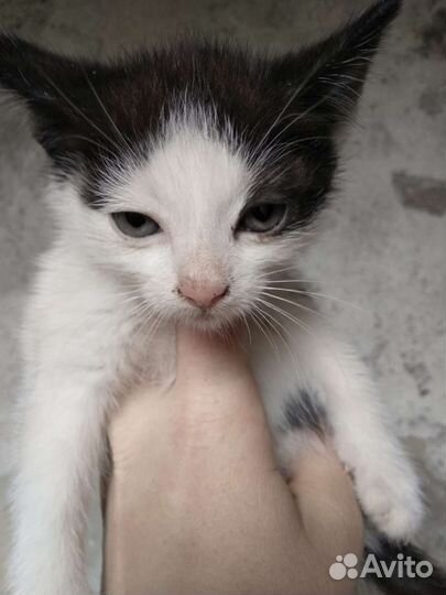 Кошка в дар бесплатно