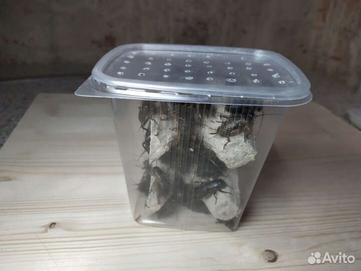 Сверчок двупятнистый (черный)