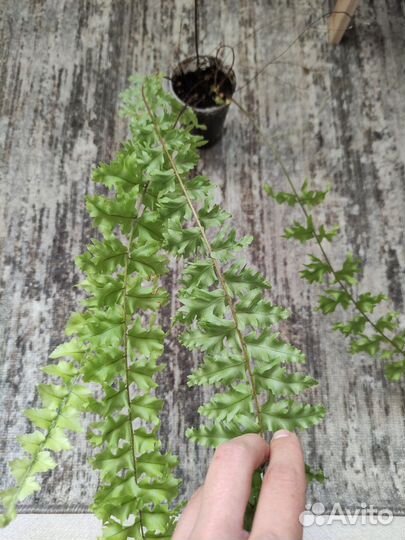 Папоротник комнатный