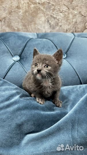 Котятам 1,5 месяца,кушают сами,игривые