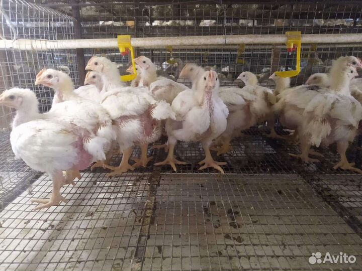 Цыплята бройлеры живым весом 2.3-3кг