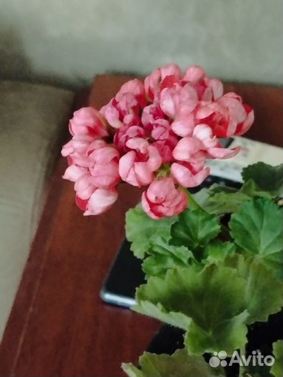 Пеларгония герань