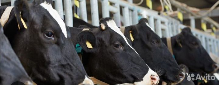 Узи дигностика крс