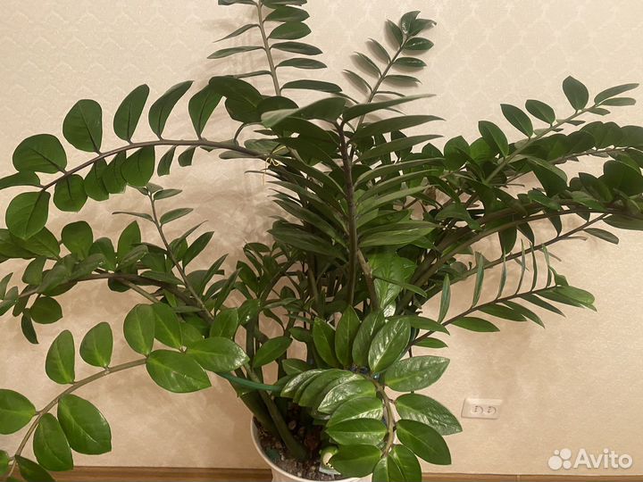 Замиокулькас