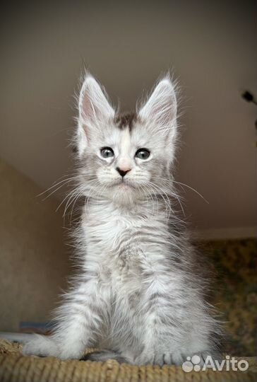 Котята мейн-кун