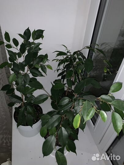 Фикус бенджамина