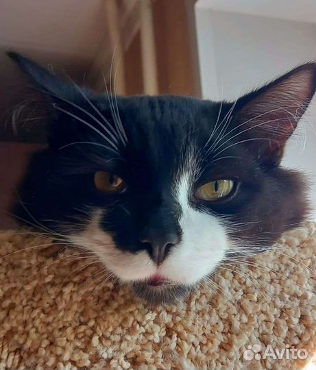 Отдам кота в добрые руки