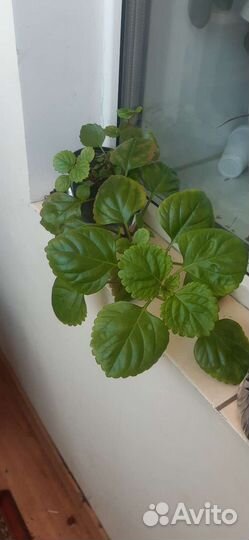 Комнатные растения цветы