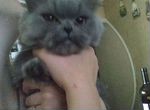 Персидская кошка для вязки