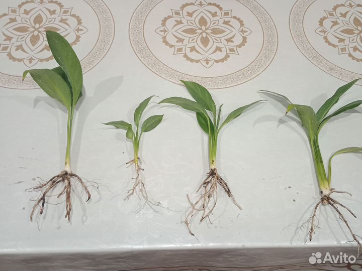 Спатифиллум