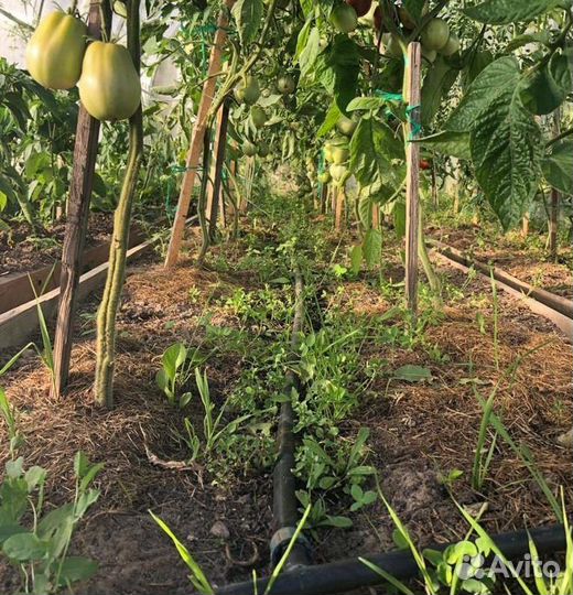 Капельный полив урожай 1