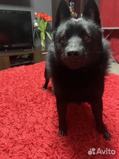 Передержка собак мелких пород в домашних условиях