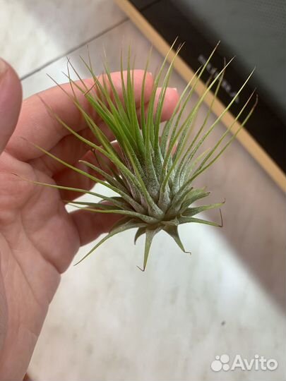 Тилландсия атмосферная