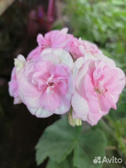 Пеларгония Od Madpearl Rose