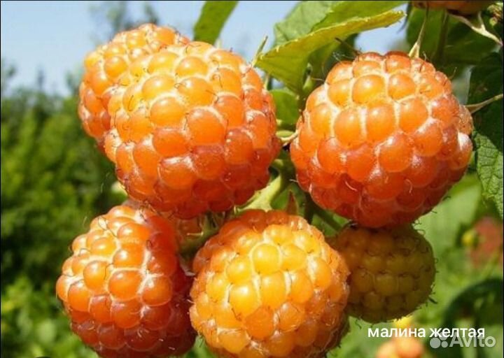 Саженцы малины