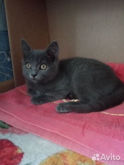Котенок девочка