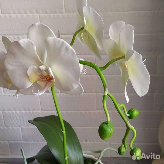 Орхидея белая - интерьерные цветы