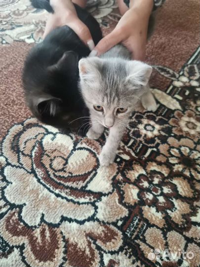 Котята в дар бесплатно