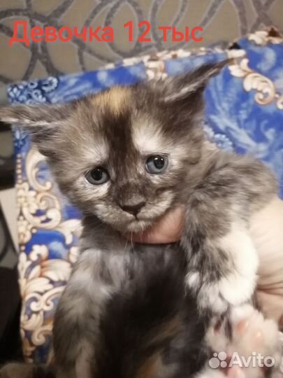 Котята мейн-кун