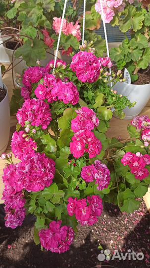 Пеларгония Тесс Влада