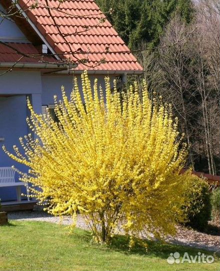 Саженцы форзиции