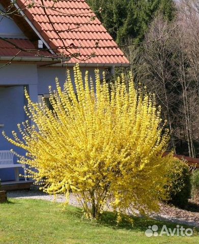 Саженцы форзиции