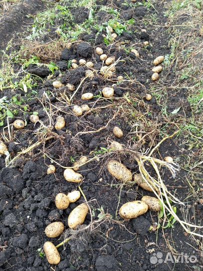 Продам картофель деревенский
