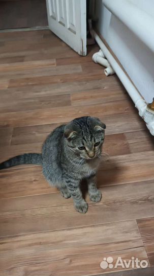 Вислоухий котик