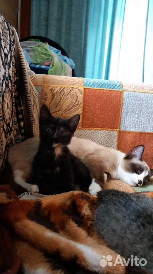 Кошки в добрые руки бесплатно