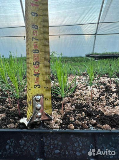 Зкс сосна для лесовостановления