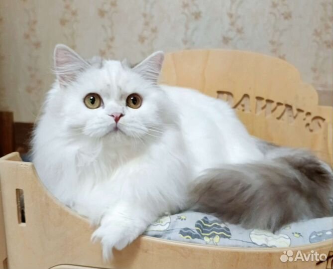 Шотландский кот Филимон