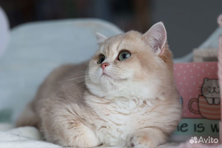 Британская роскошная девочка