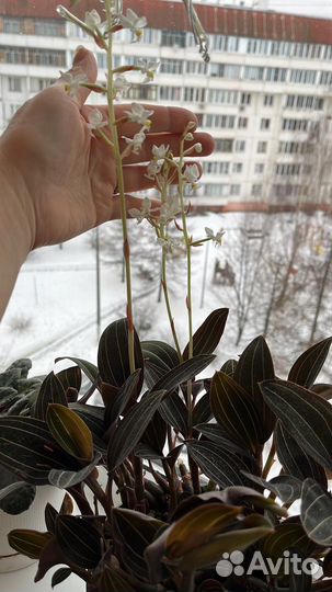 Отростки орхидеи Лудизия