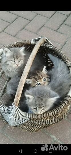 Котятки в добрые руки