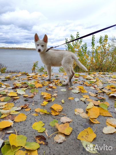 Щенки хаски