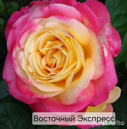 Розы Саженцы разных сортов