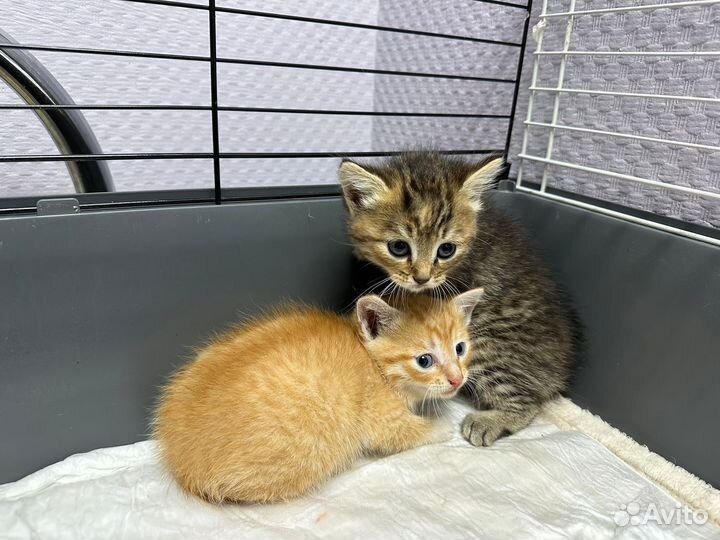 Кошки в добрые руки бесплатно