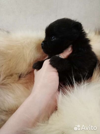 Померанский шпиц белый, черный, рыжий