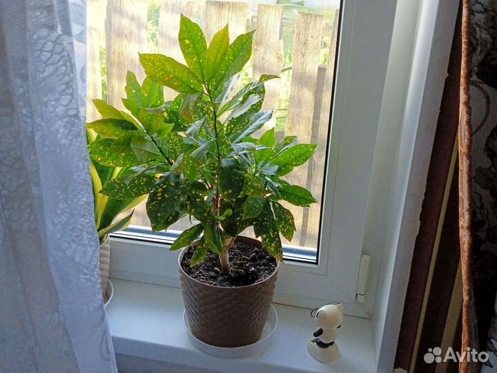 Кротон золотой