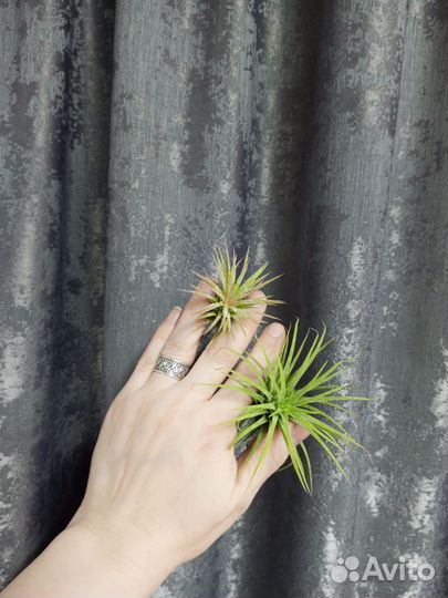 Тилландсия